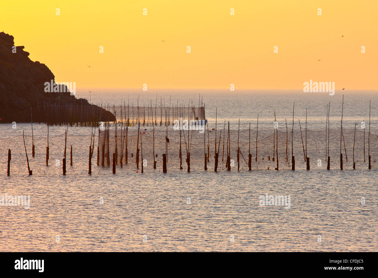Pescatore in dory controllo weir net, testa del Nord, Grand manan Island, Baia di Fundy, New Brunswick, Canada Foto Stock