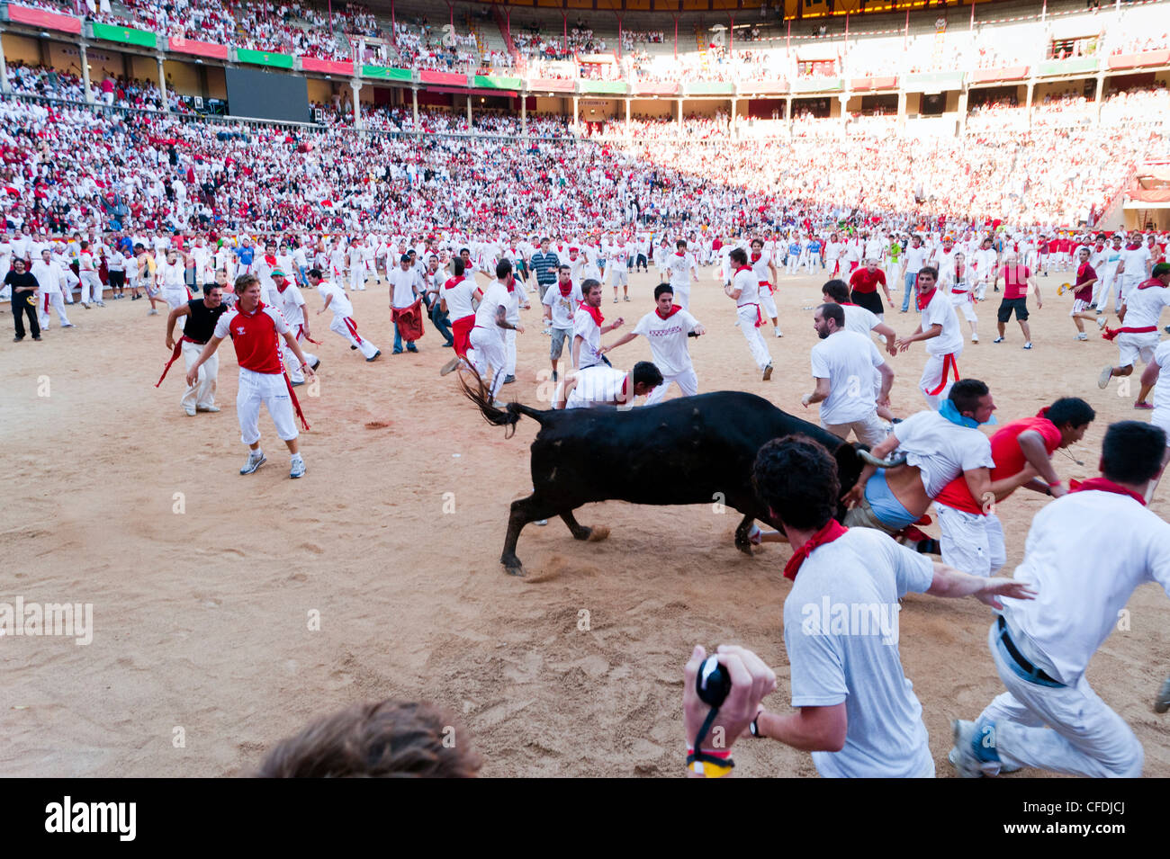 Corrida amatoriale con giovani tori, San Fermin festival, Pamplona, Navarra (Navarra), Spagna, Europa Foto Stock