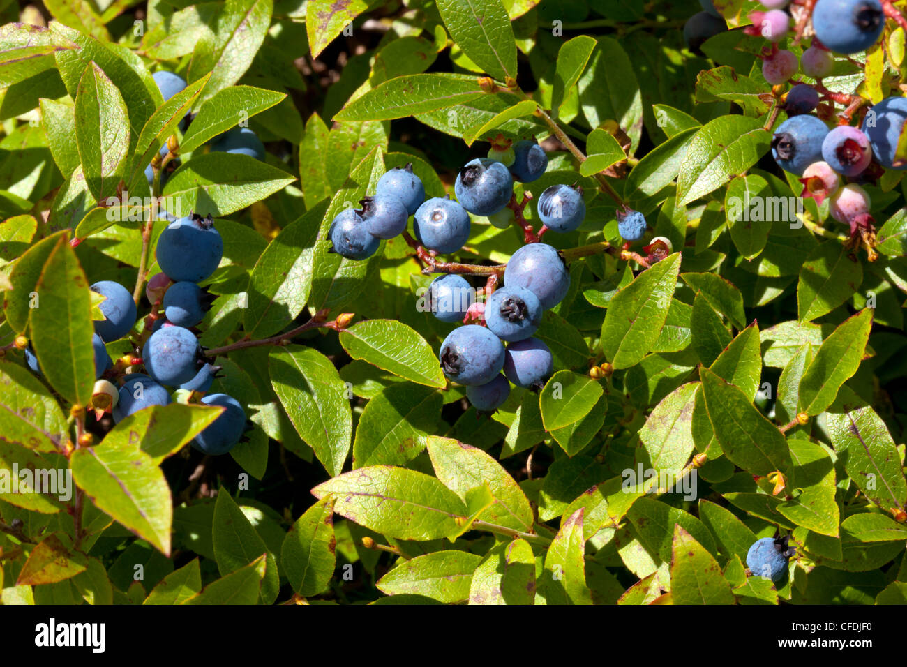 Campo di mirtilli, assiduo River, Baia di Fundy, Nova Scotia, Canada Foto Stock