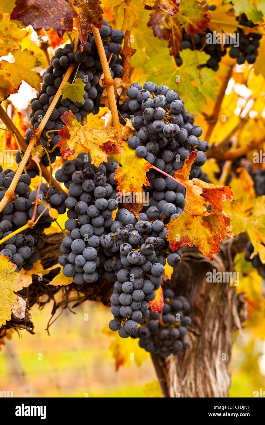 Cabernet Sauvigion uva sulla vite pronto per il raccolto, Okanagan Valley, British Columbia, Canada. Foto Stock