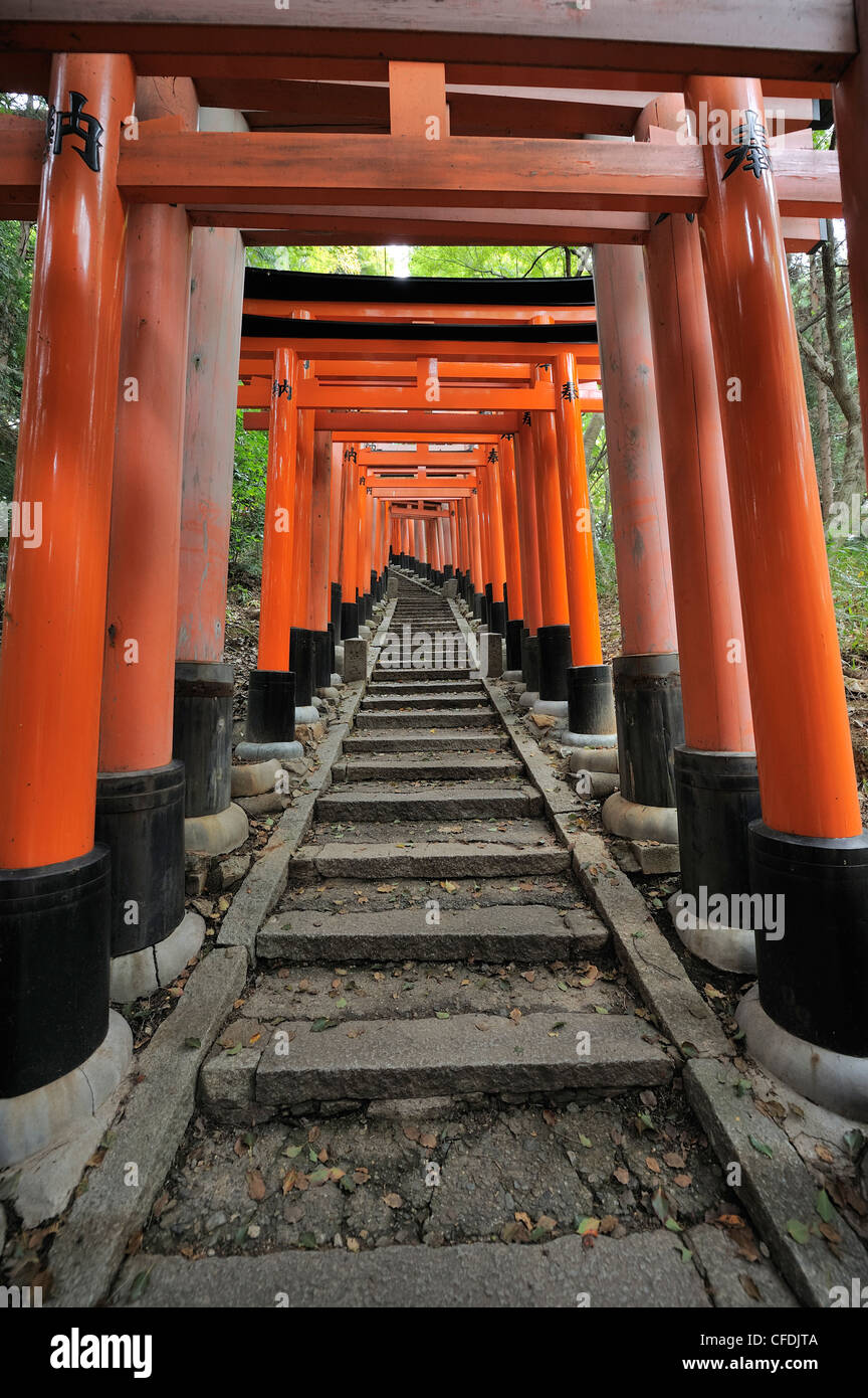 Scale sotto red torii gate a Fushimi Inari Shrine, Kyoto, Giappone Foto Stock