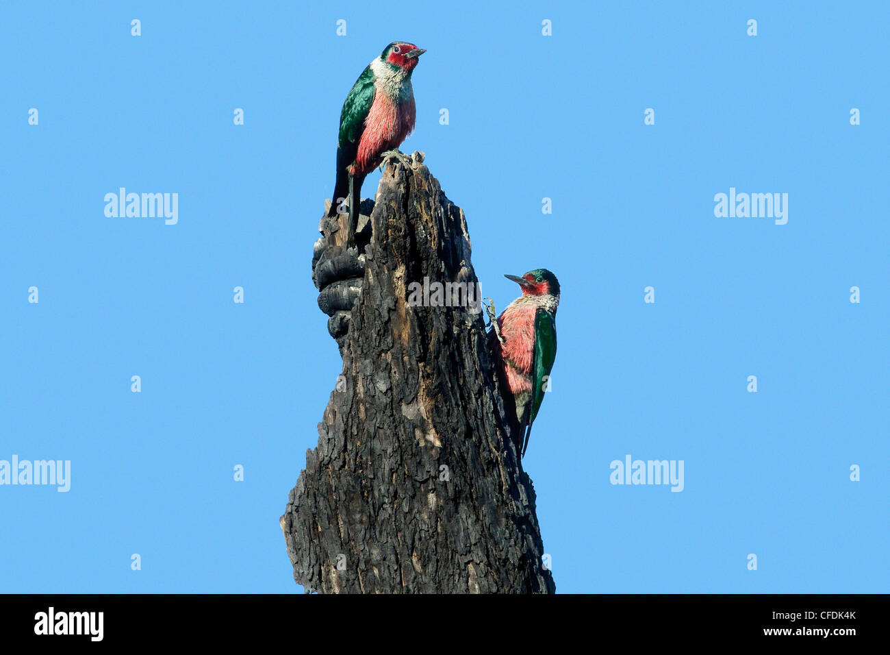 Lewis's picchi (Melanerpes Lewis), Okanagan Valley, southern Britsih Columbia, Canada Foto Stock