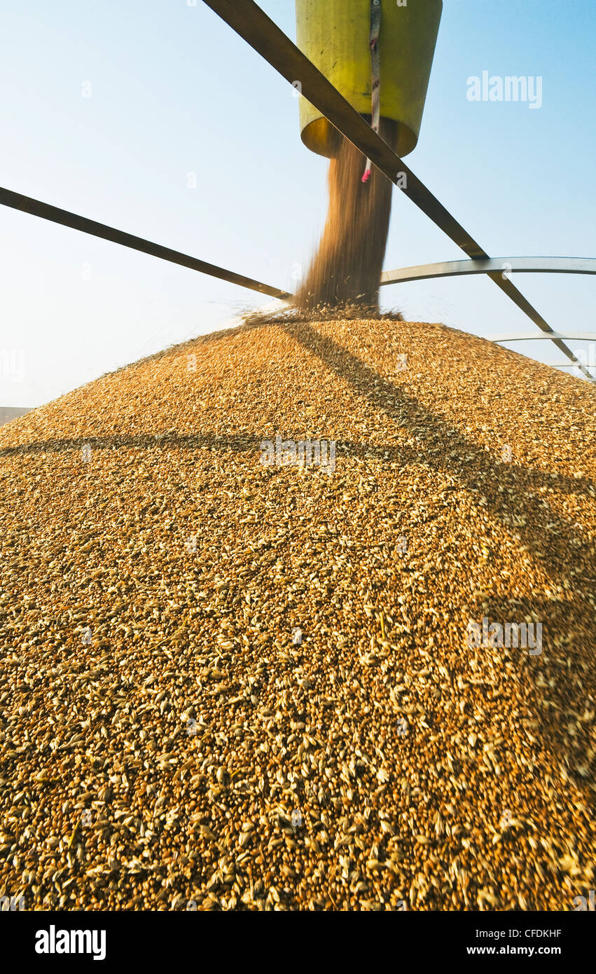 Un carichi della coclea di grano in una fattoria carrello durante il raccolto, vicino Lorette, Manitoba, Canada Foto Stock