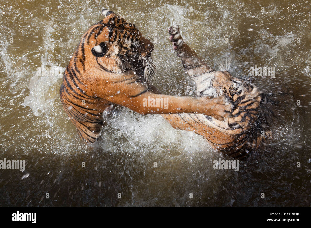 Tigri lotta in acqua a Pha Luang Ta Bua (il Tempio delle tigri), vicino a Kanchanaburi Thailandia Foto Stock