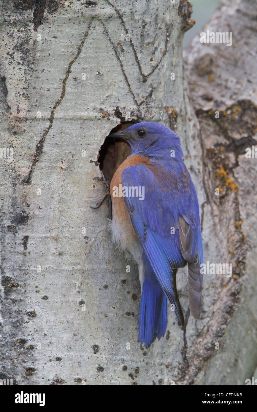 Western Bluebird (Sialia mexicana) appollaiato su un ramo nella Okanagan Valley, British Columbia, Canada. Foto Stock