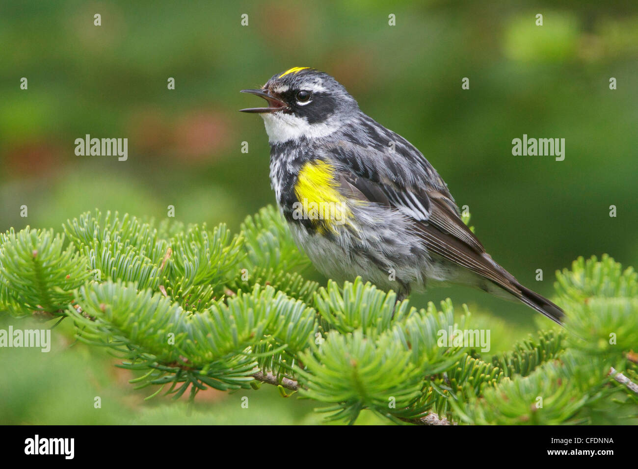 Giallo-rumped trillo (Dendroica coronata) appollaiato su un ramo in Terranova, Canada. Foto Stock