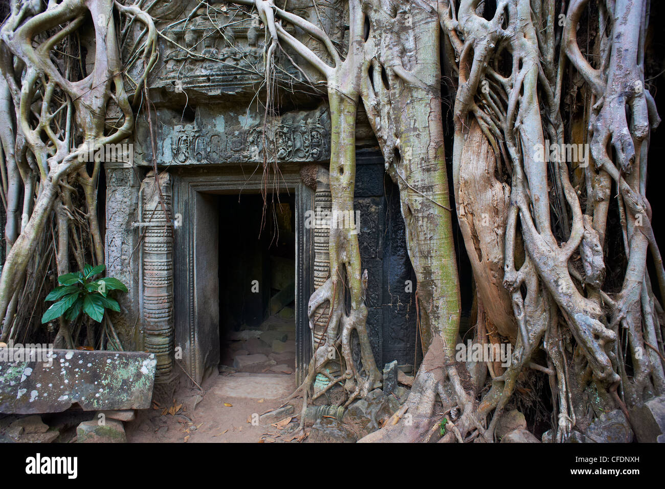 Albero radici intorno all entrata di Ta Prohm tempio costruito nel 1186 dal Re Jayavarman VII, Angkor, Siem Reap, Cambogia Foto Stock