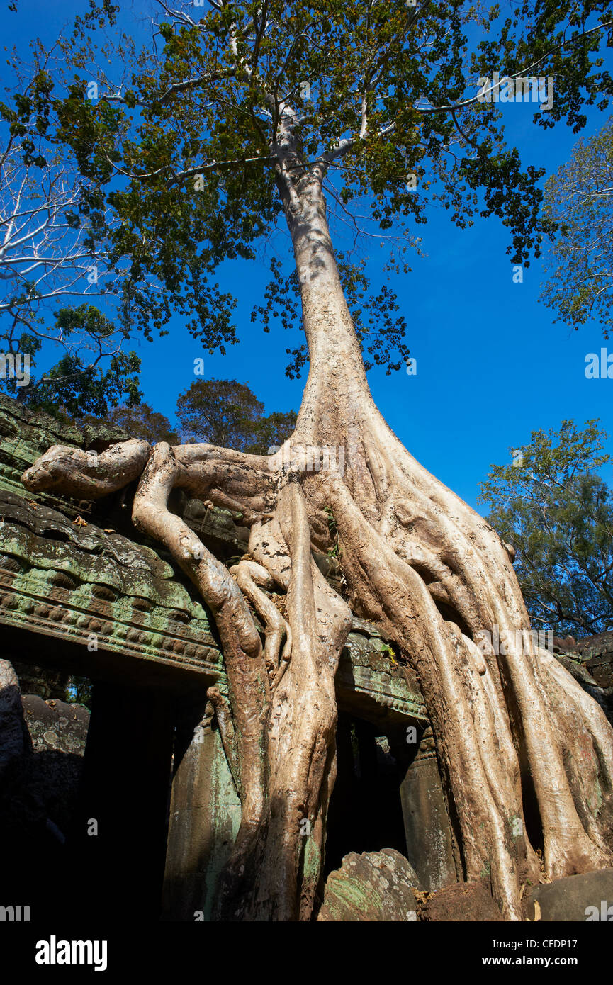 Radici di albero su rovine di templi, Ta Prohm tempio costruito nel 1186 dal Re Jayavarman VII, Angkor, Siem Reap, Cambogia Foto Stock