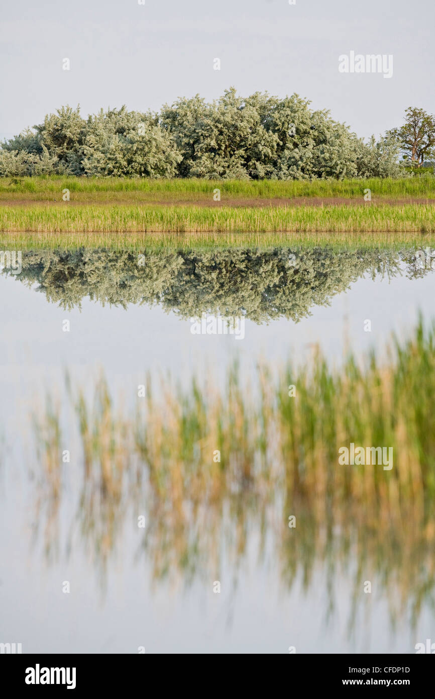 Il lago di Neusiedl nella luce del sole, Fertoe National Park, Burgenland, Austria, Europa Foto Stock