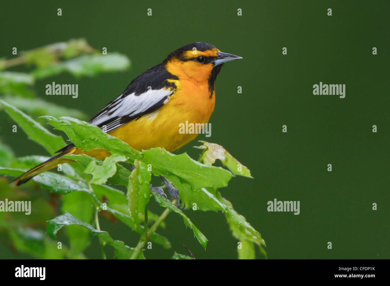 Il Giovenco Rigogolo (Icterus bullockii) appollaiato su un ramo nella Okanagan Valley, British Columbia, Canada. Foto Stock