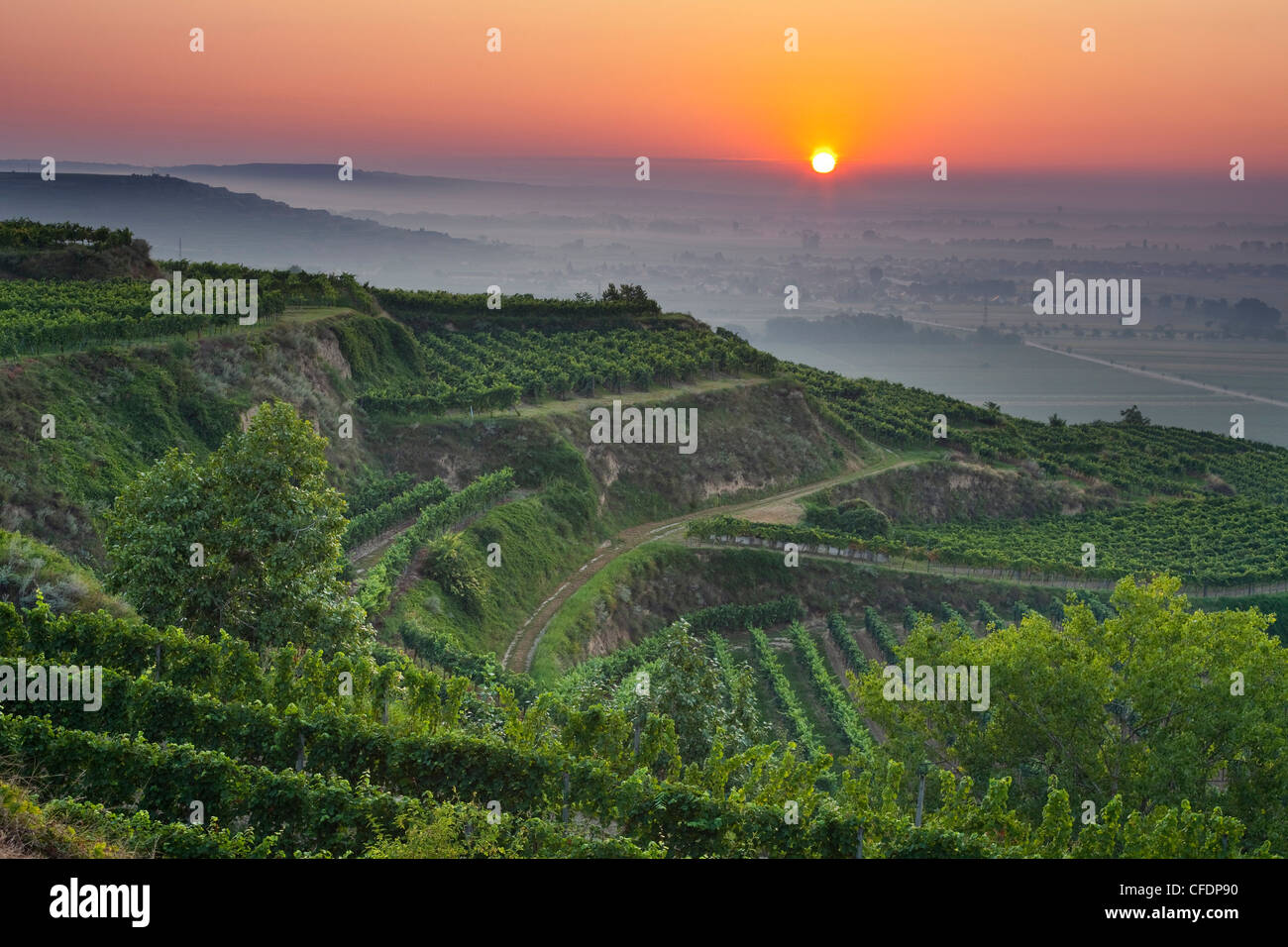 Vigneto a Krems a sunrise di Krems, Austria Inferiore, Austria, Europa Foto Stock