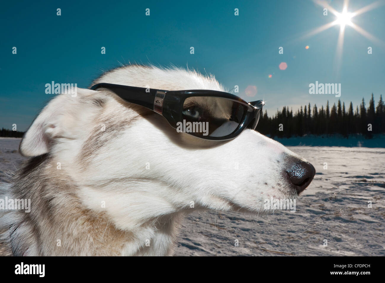 Sibirian Husky con occhiali da sole, Lapponia, Svezia, Europa Foto Stock