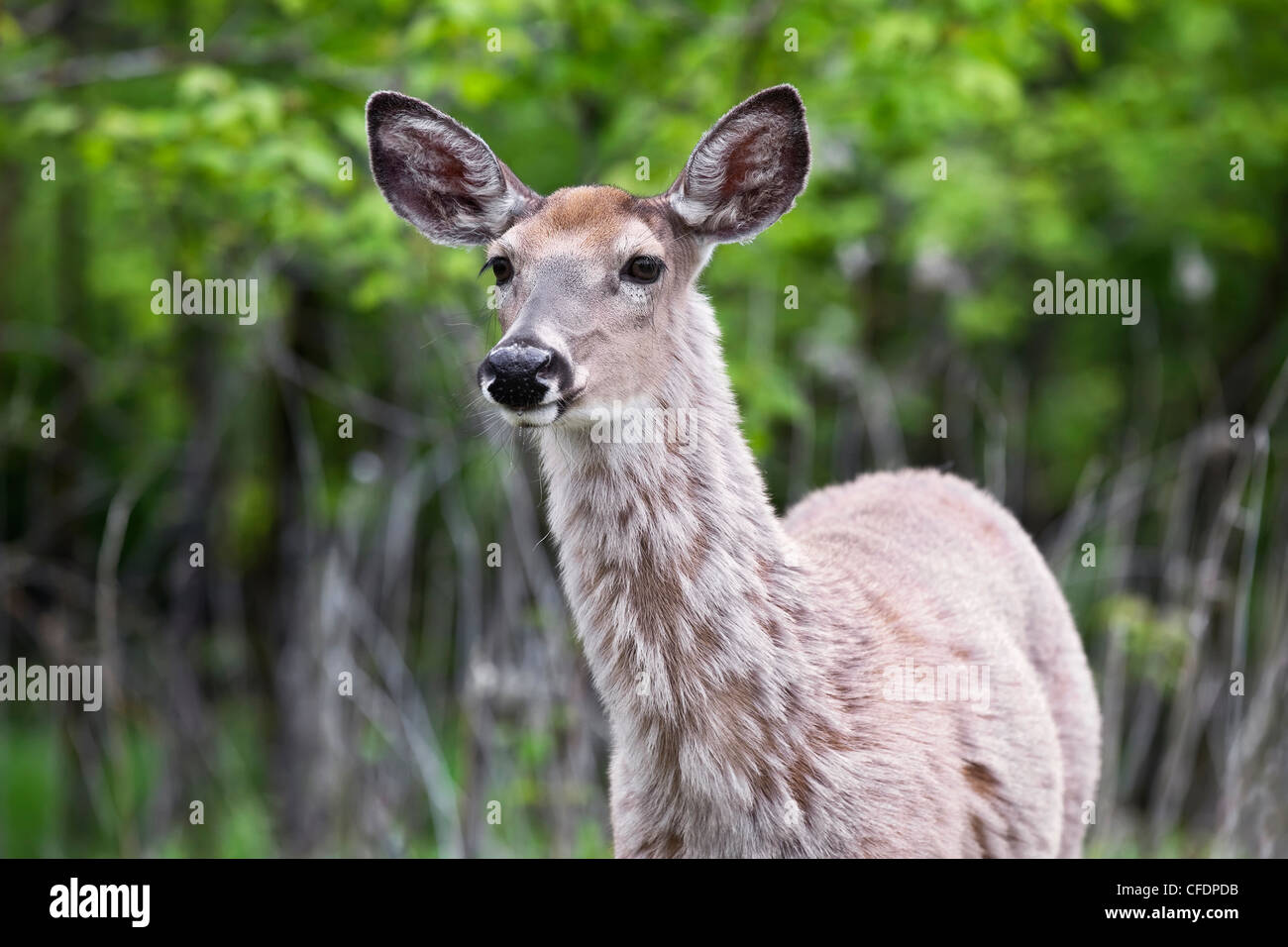 White-Tailed cervi, Assiniboine Park, Winnipeg, Manitoba, Canada. Foto Stock