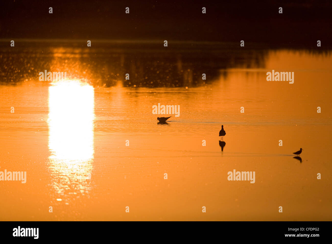 Il lago di Neusiedl al tramonto, Fertoe National Park, Burgenland, Austria, Europa Foto Stock
