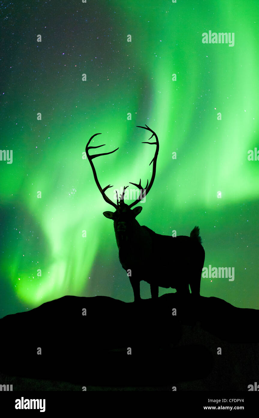 Caribou bull Rangifer tarandus stagliano Foto Stock