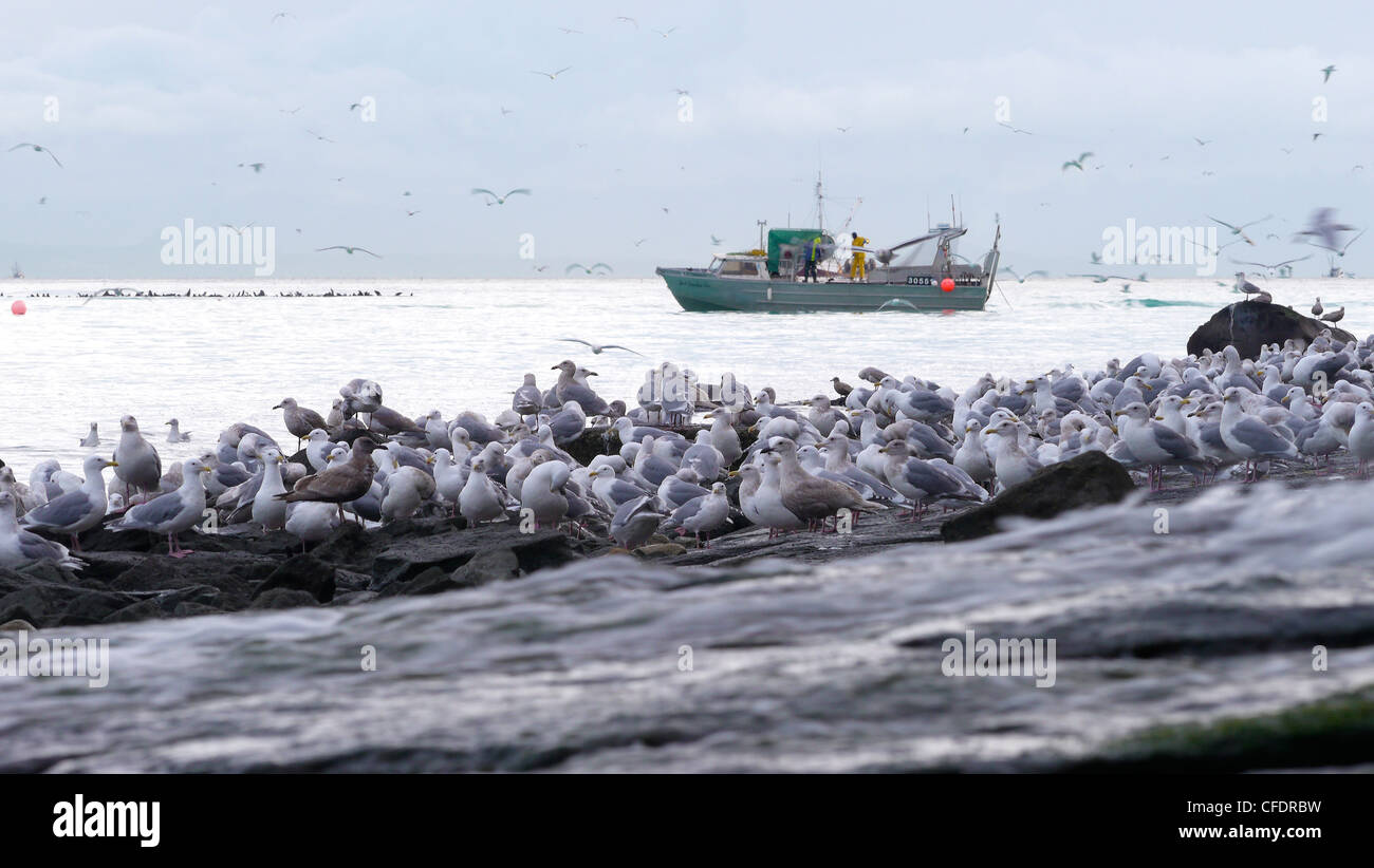 Fisheman la pesca delle aringhe con i gabbiani sulla riva, Hammond Bay, stretto di Georgia, l'isola di Vancouver, British Columbia, Canada Foto Stock