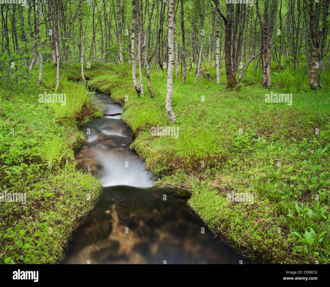 Flusso che scorre attraverso un legno di betulla, Foresta, Nordland, Norvegia Foto Stock