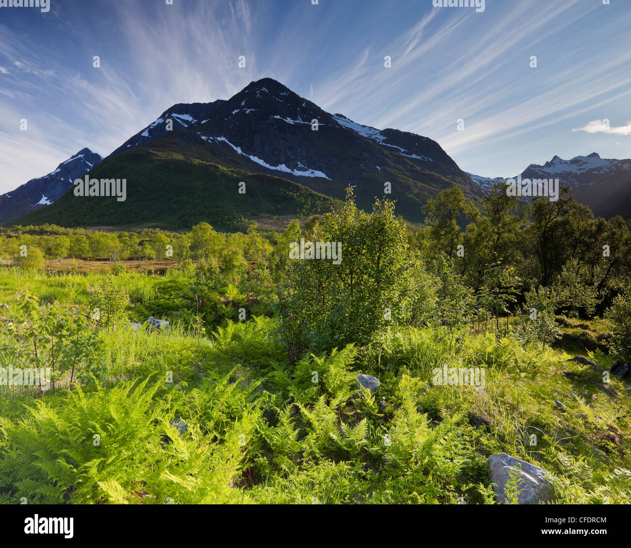 Felci a Botntindan, Hinnoya, Nordland, Norvegia Foto Stock
