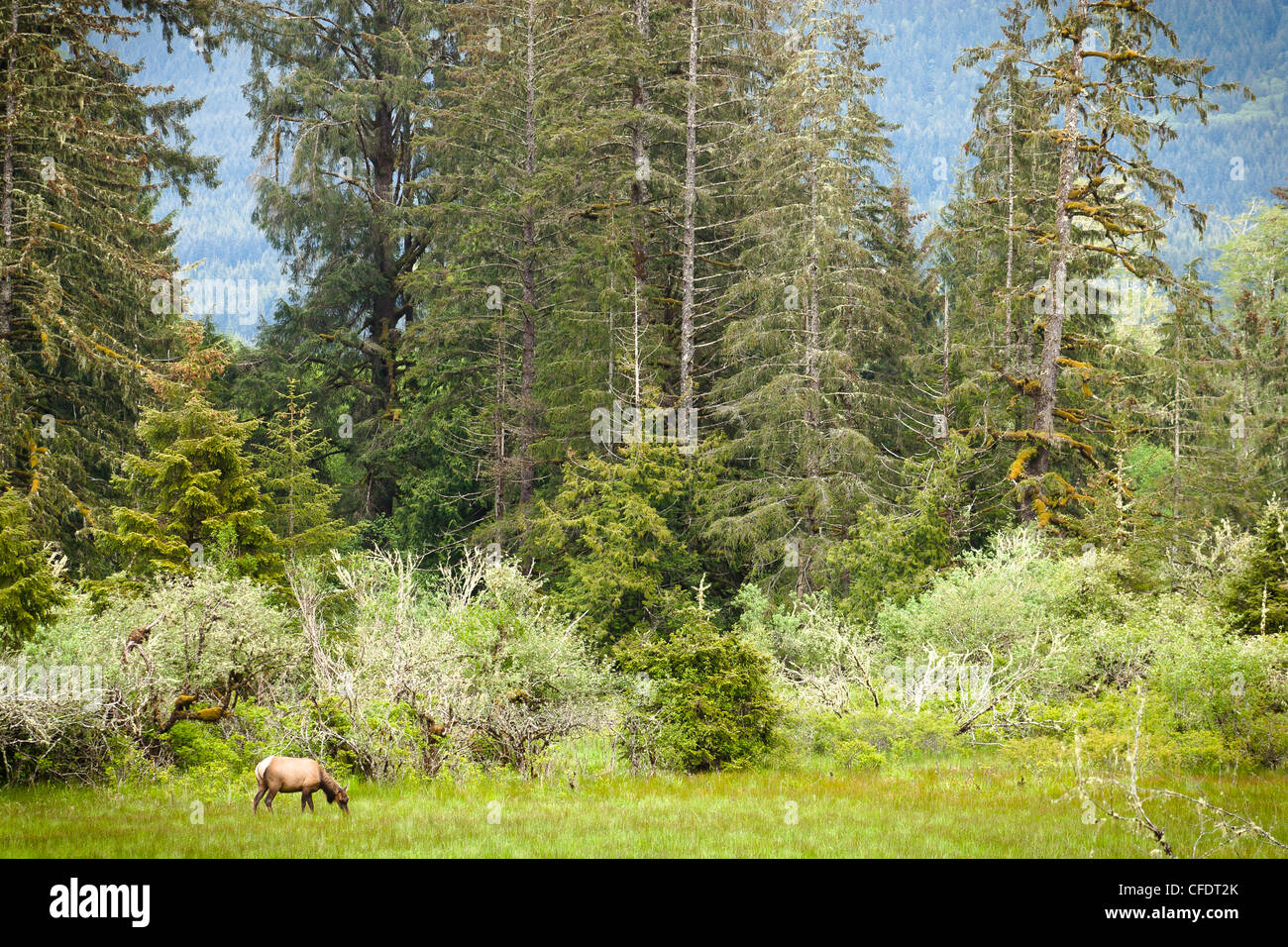 Roosevelt elk Cervus canadensis roosevelti sfiora Foto Stock
