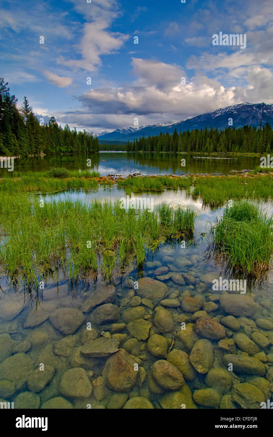 Acque cristalline rivelano il shorse del Lac Beauvert a Jasper Park Lake, vicino a Jasper, Alberta, nelle montagne rocciose, Canada Foto Stock