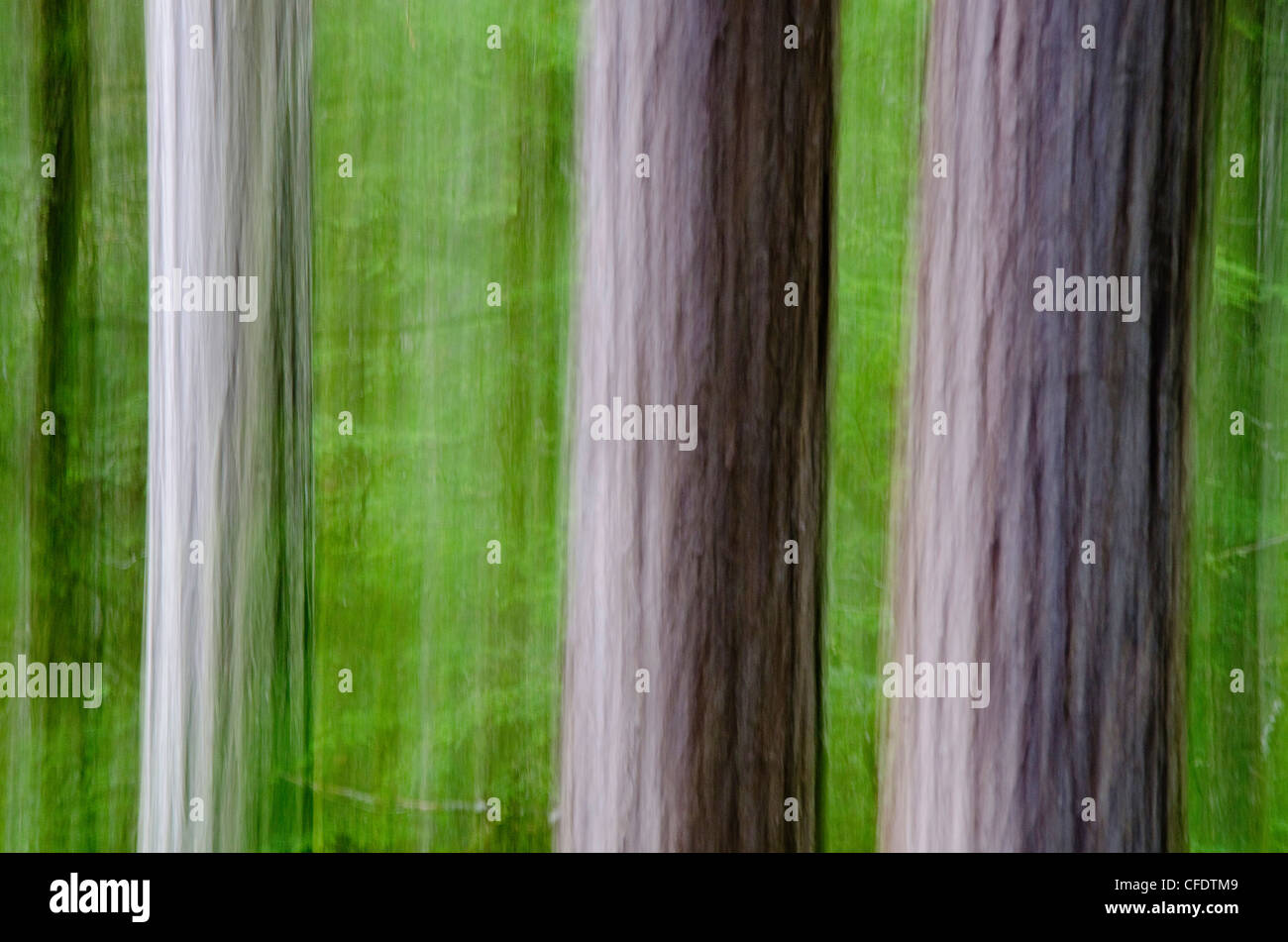 Panoramica verticale crea effetto pittorica di cedro Foto Stock