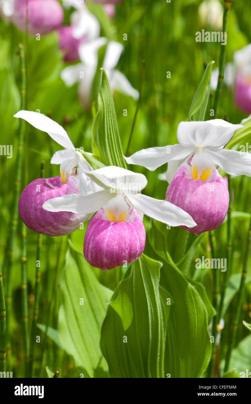 Appariscente Lady pantofola (Cypripedium reginae) Foto Stock