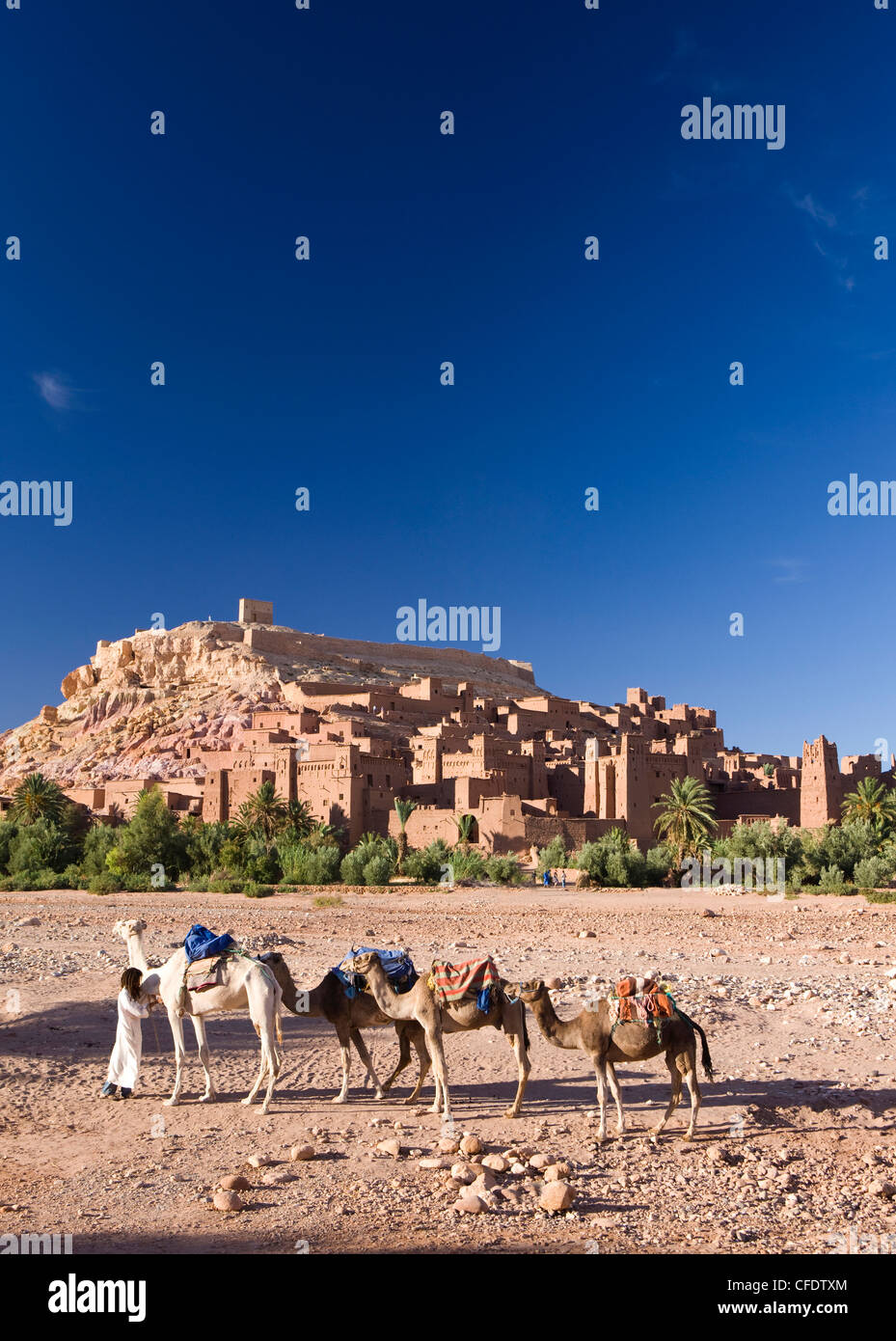 I cammelli e driver di cammello contro la famosa kasbah Ait Benhaddou, Ait Benhaddou, Ouarzazate, Marocco Foto Stock