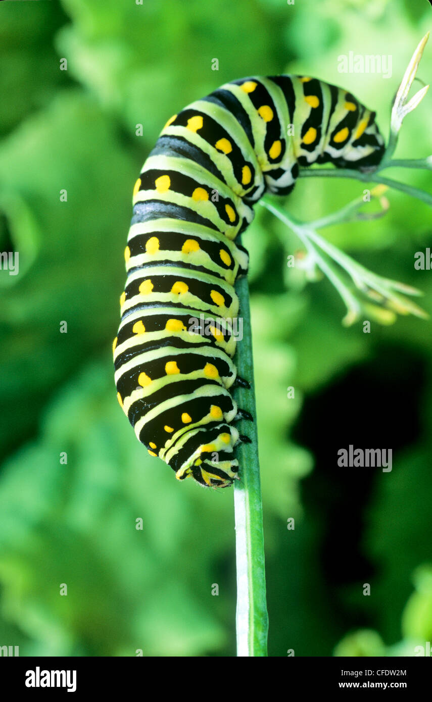 (Papilio polyxenes) nero orientale a coda di rondine larva di farfalla, quinto instar. alimentazione su anice Foto Stock