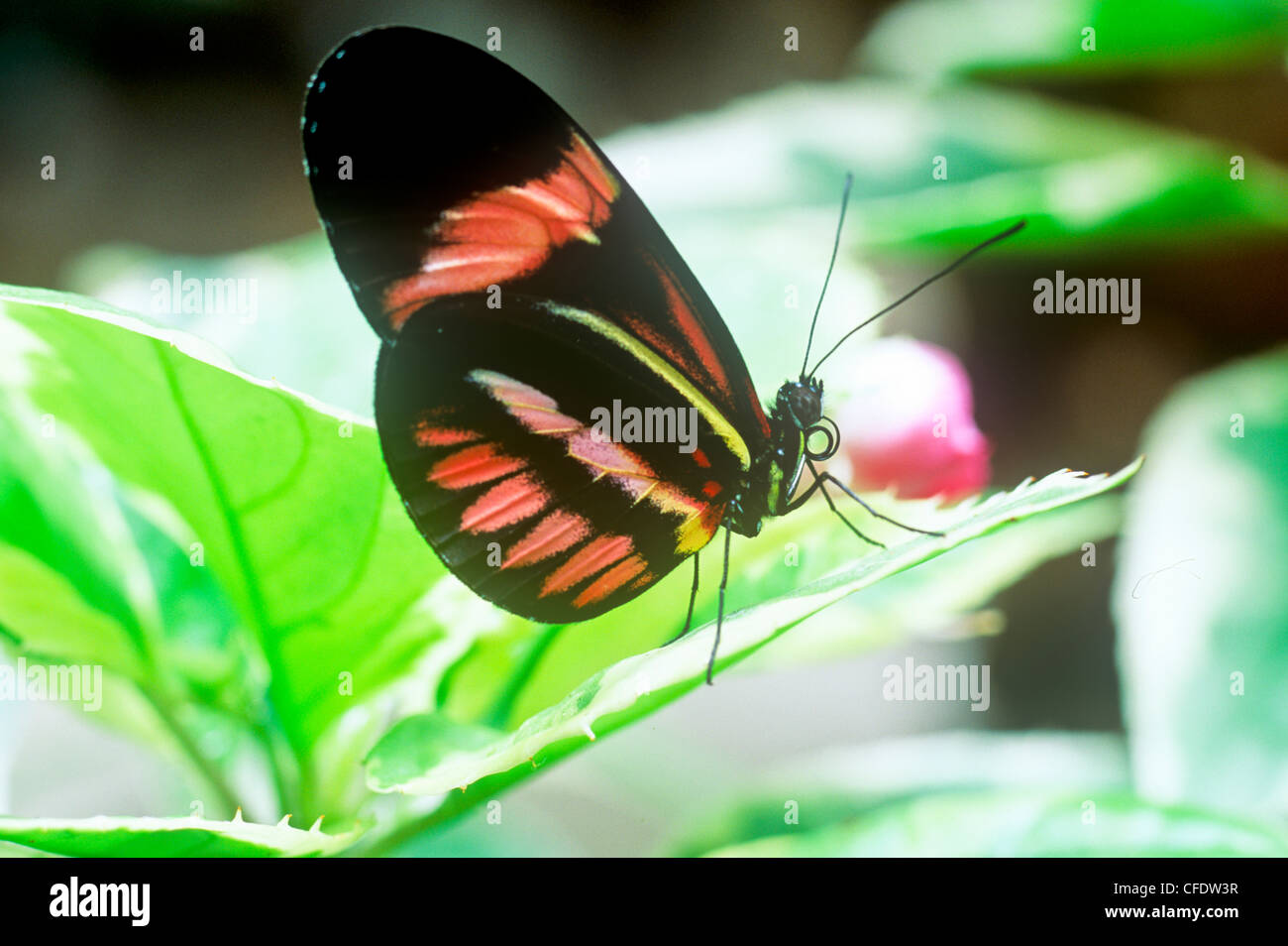 (Heliconius melpomene : rosina) farfalla, vista ventrale Foto Stock