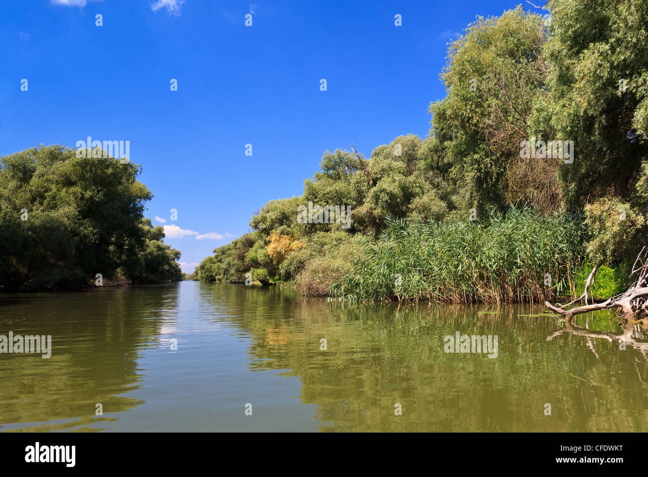 Il canale del fiume nel Delta del Danubio Foto Stock