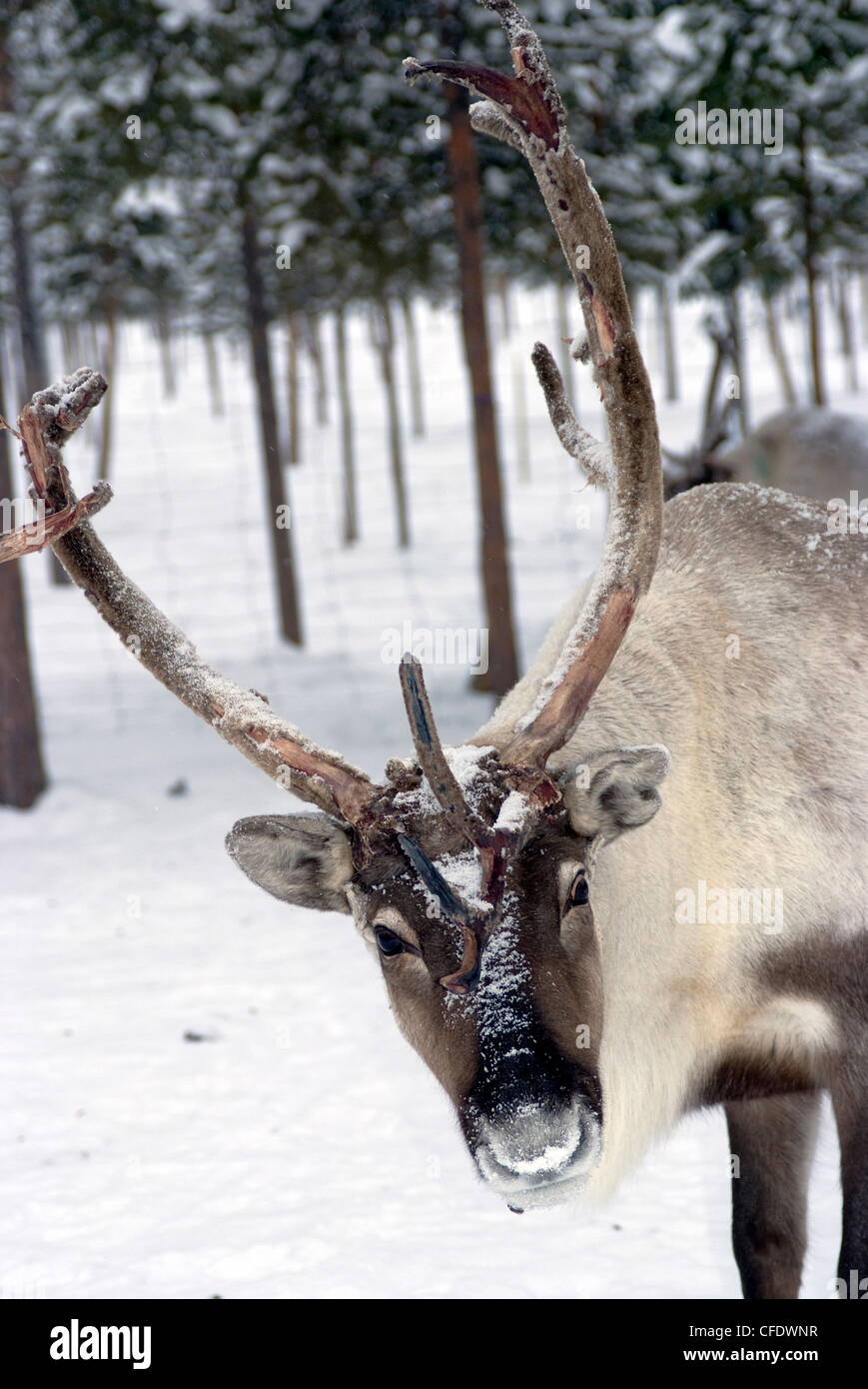 Le renne Safari, Jukkasjarvi, Svezia, Scandinavia, Europa Foto Stock