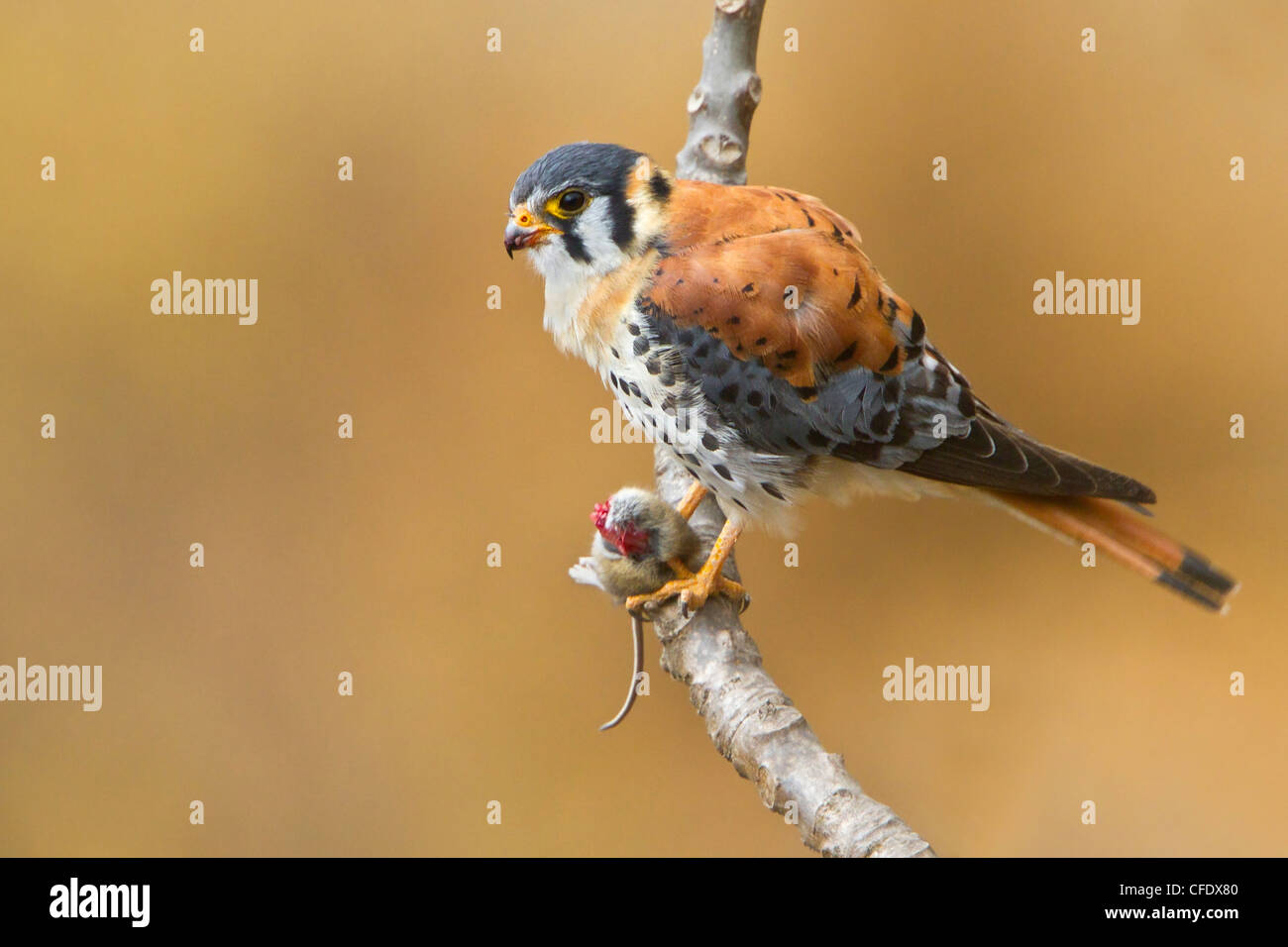 American Gheppio (Falco sparverius) appollaiato su un ramo in Perù. Foto Stock