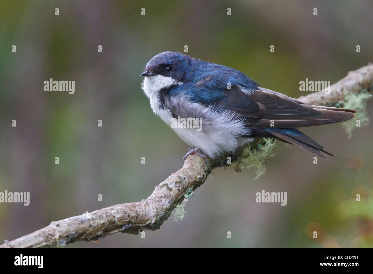 Blu e bianco Swallow (Notiochelidon cyanoleuca) appollaiato su un ramo in Perù. Foto Stock