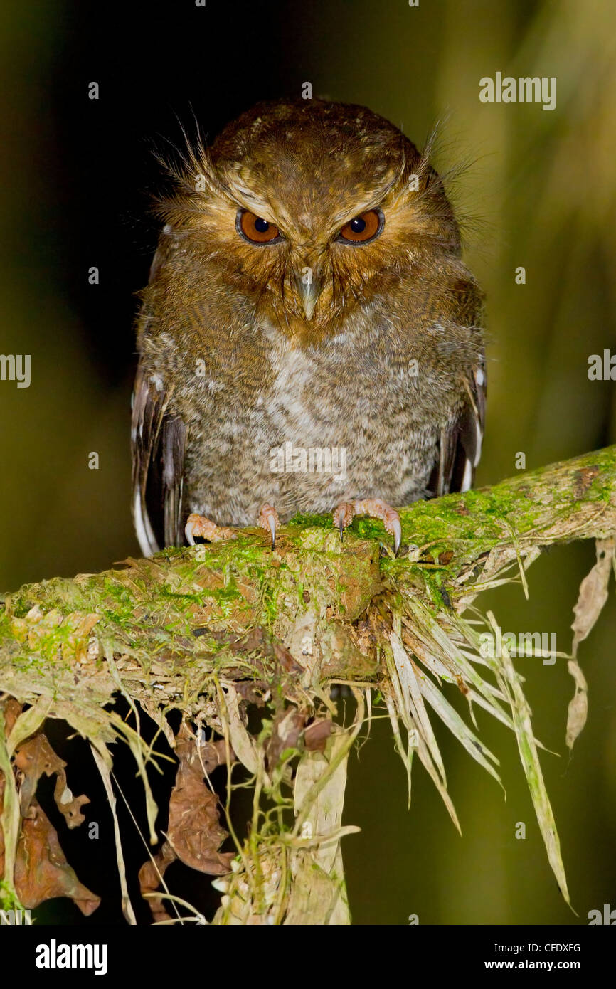 A lungo whiskered Owlet (Xenoglaux loweryi) appollaiato su un ramo di muschio a Abra Patricia, Perù. Foto Stock