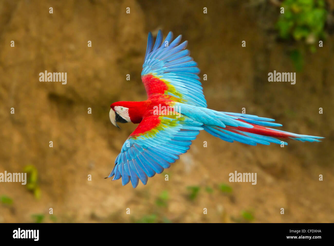 Rosso-verde Macaw (Ara chloroptera) battenti in Perù. Foto Stock