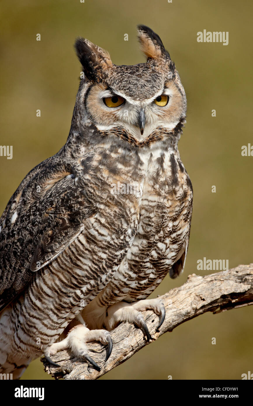 Grande gufo cornuto (Bubo virginianus) in cattività, Arizona Sonora Desert Museum, Tucson, Arizona, Stati Uniti d'America Foto Stock