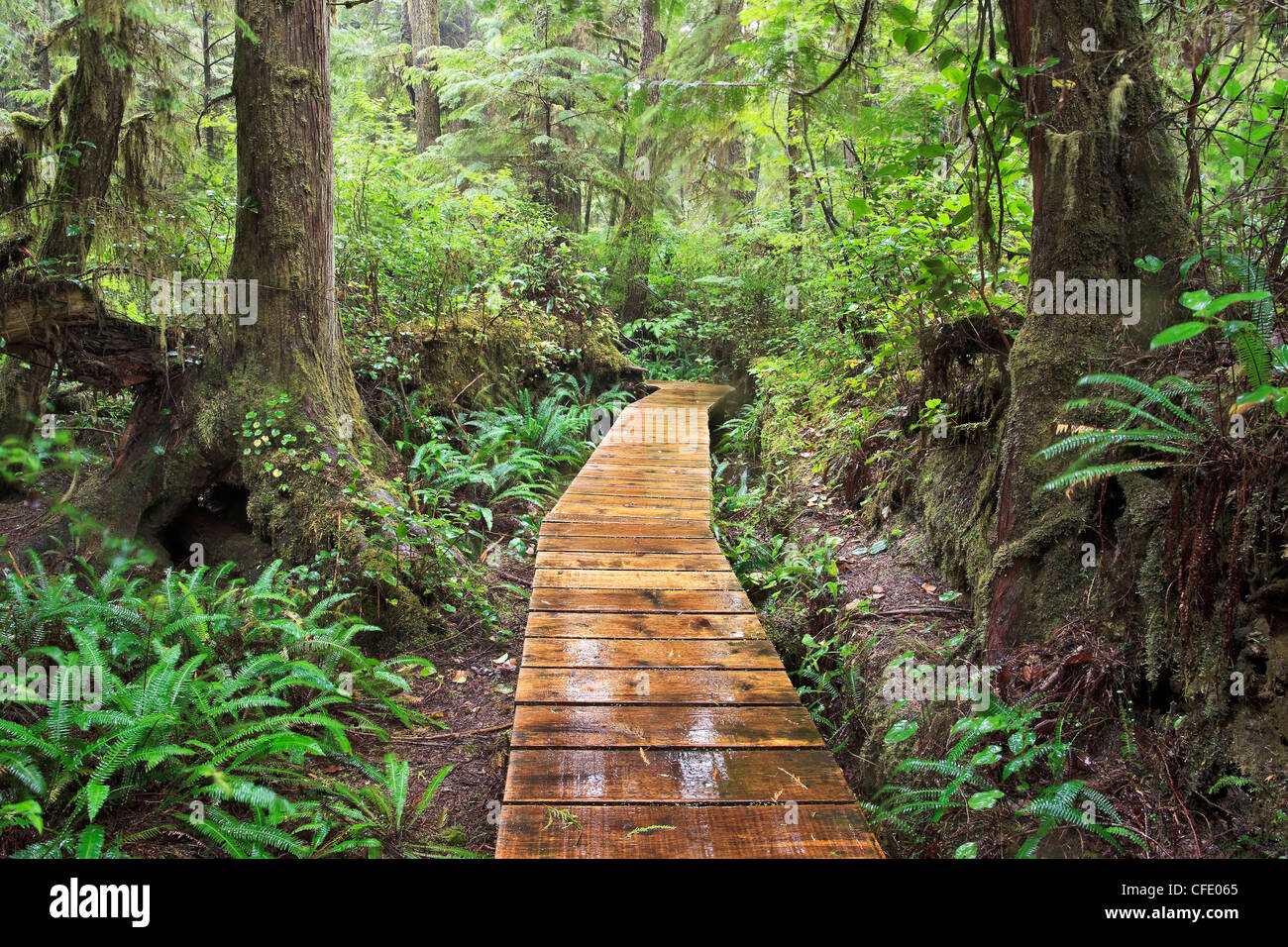 Passeggiata nella foresta pluviale Trail, Pacific Rim National Park, l'isola di Vancouver, British Columbia, Canada. Foto Stock