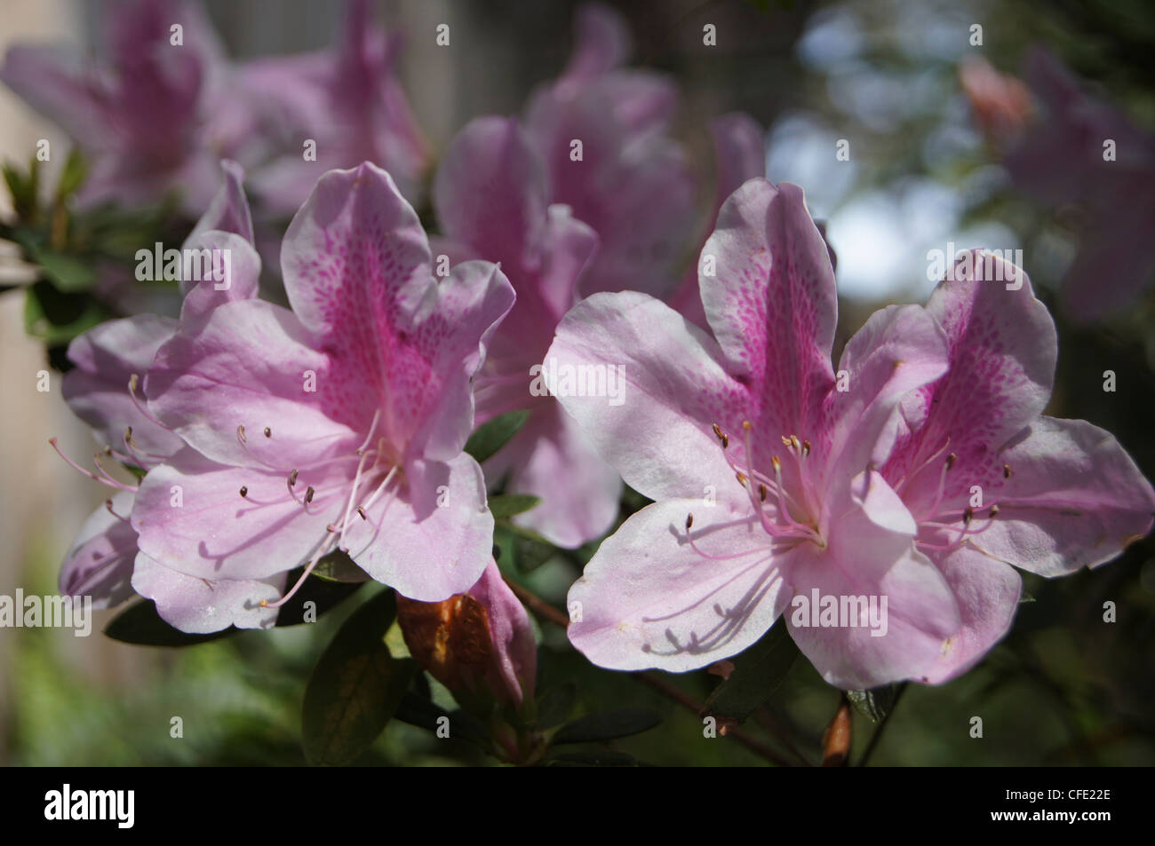 La luce rosa azalea indica arbusto a fioritura Foto Stock