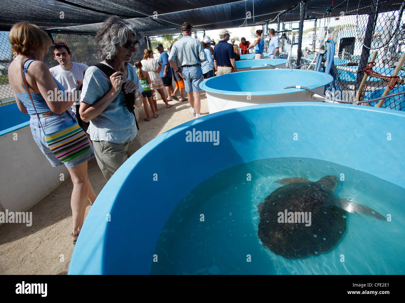 Sea Turtle hospital, maratona chiave, Florida Foto Stock