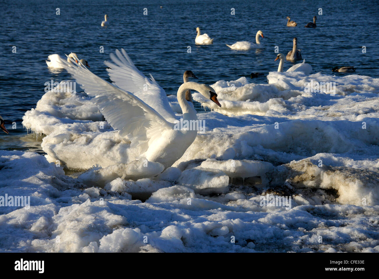 Il cigno ha diffuso le ali Foto Stock