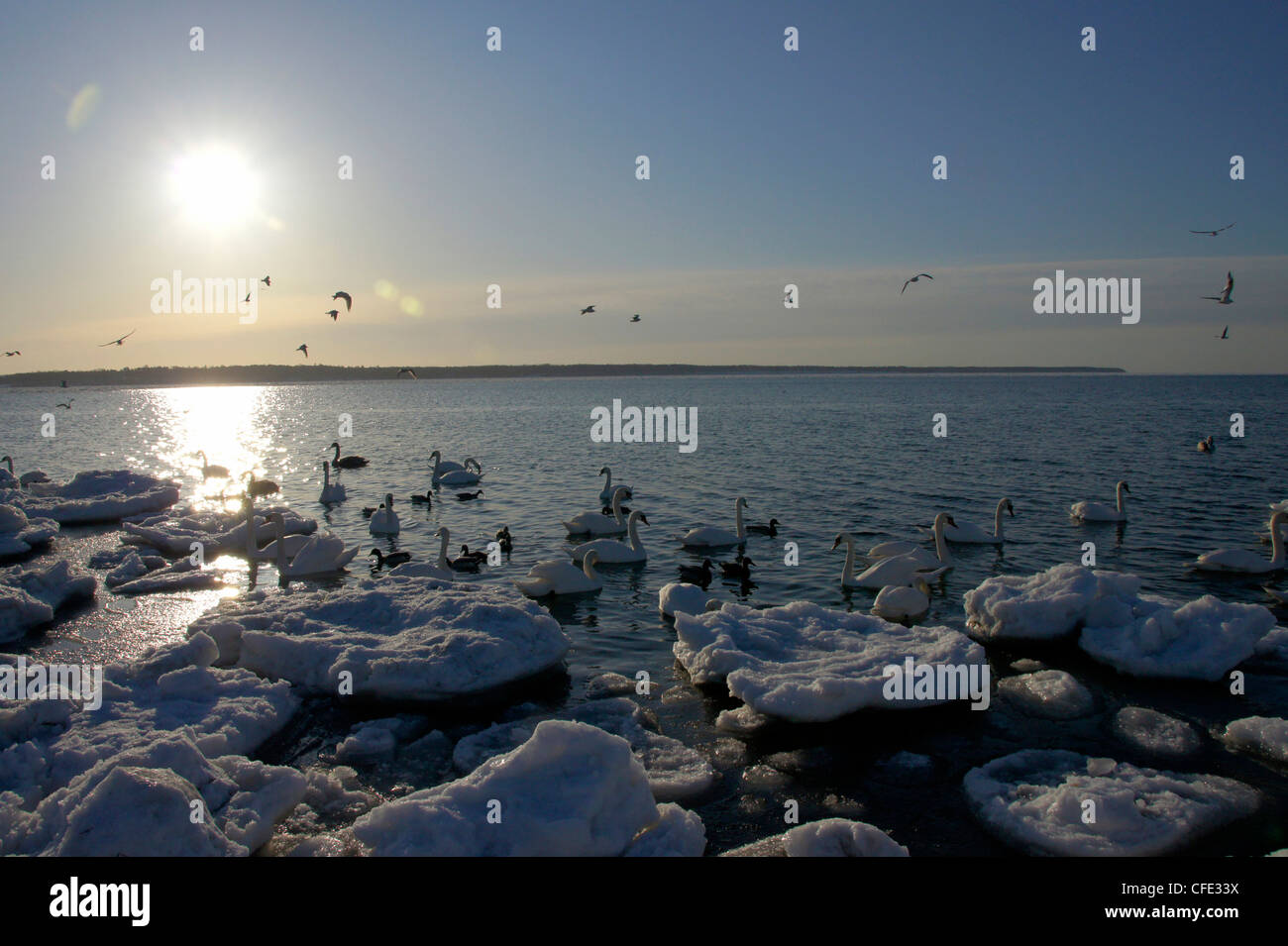 Molti splendidi uccelli rimangono all'inverno a Tallinn sulla costa del Mar Baltico Foto Stock