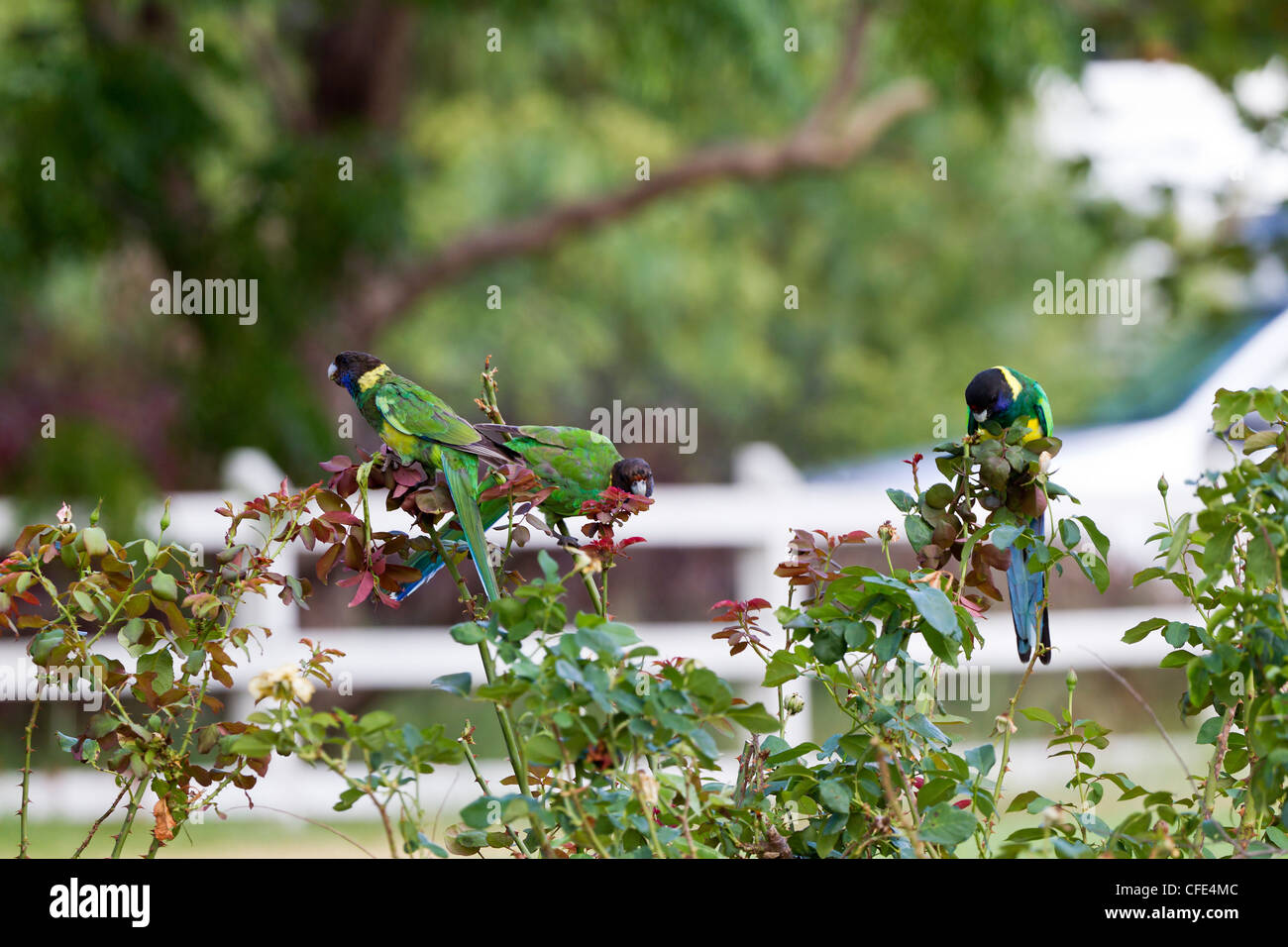 Ringneck australiano. Barnardius zonarius Foto Stock