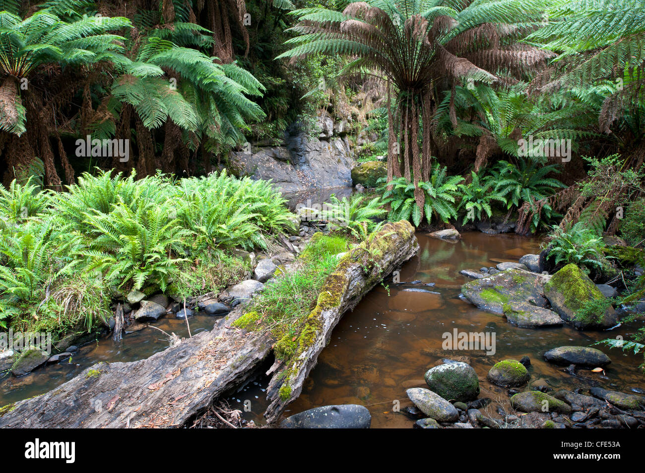 Aire fiume un ferny fiume profondo nel grande Otway National Park, Victoria, Australia Foto Stock