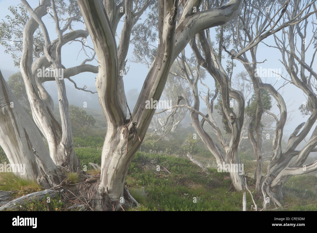 Gomme da neve nella nebbia a Charlotte Pass, Kosciuszko National Park, New South Wales, Australia. Foto Stock