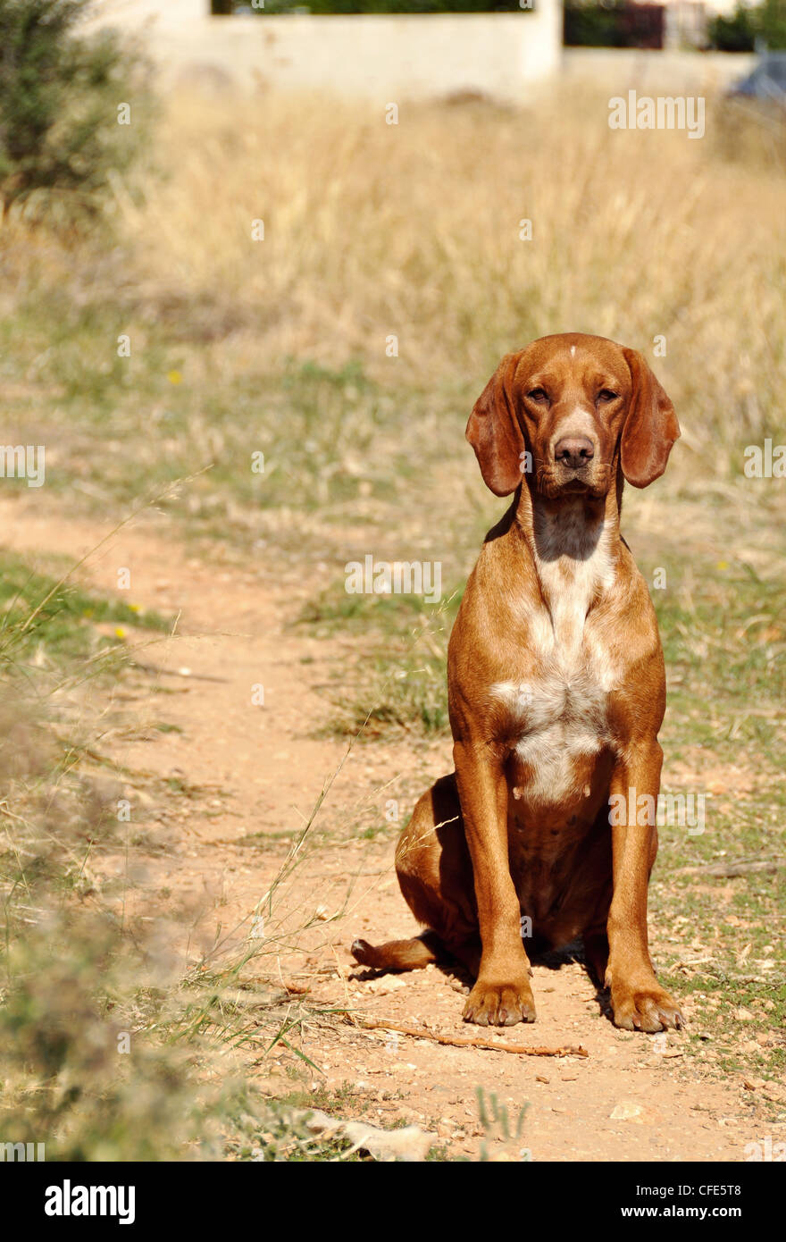 Stray hound seduto da solo in un campo Foto Stock