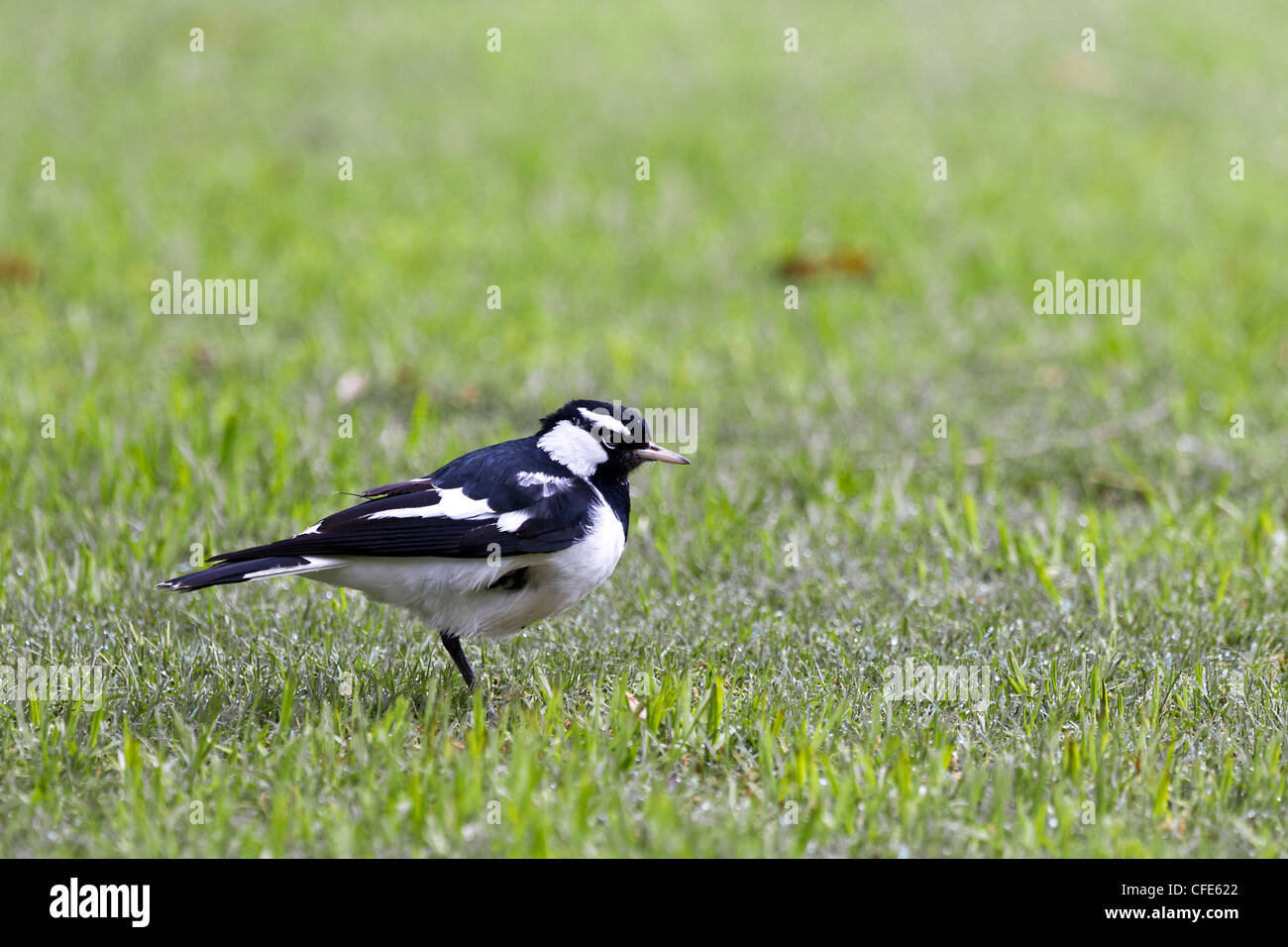 Gazza allodola. Grallina cyanoleuca N Foto Stock