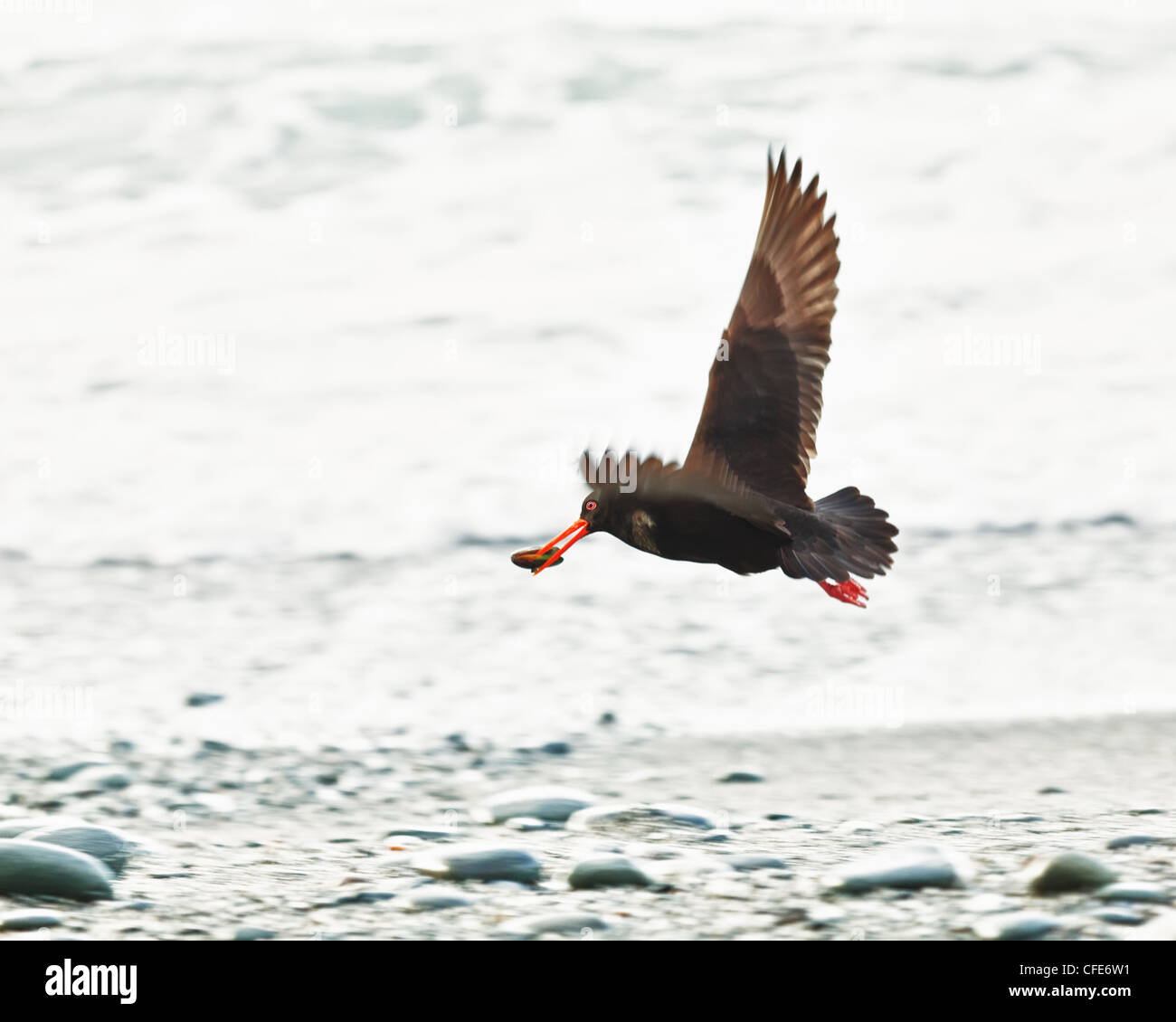 La variabile (Oystercatcher Haematopus unicolor) Foto Stock