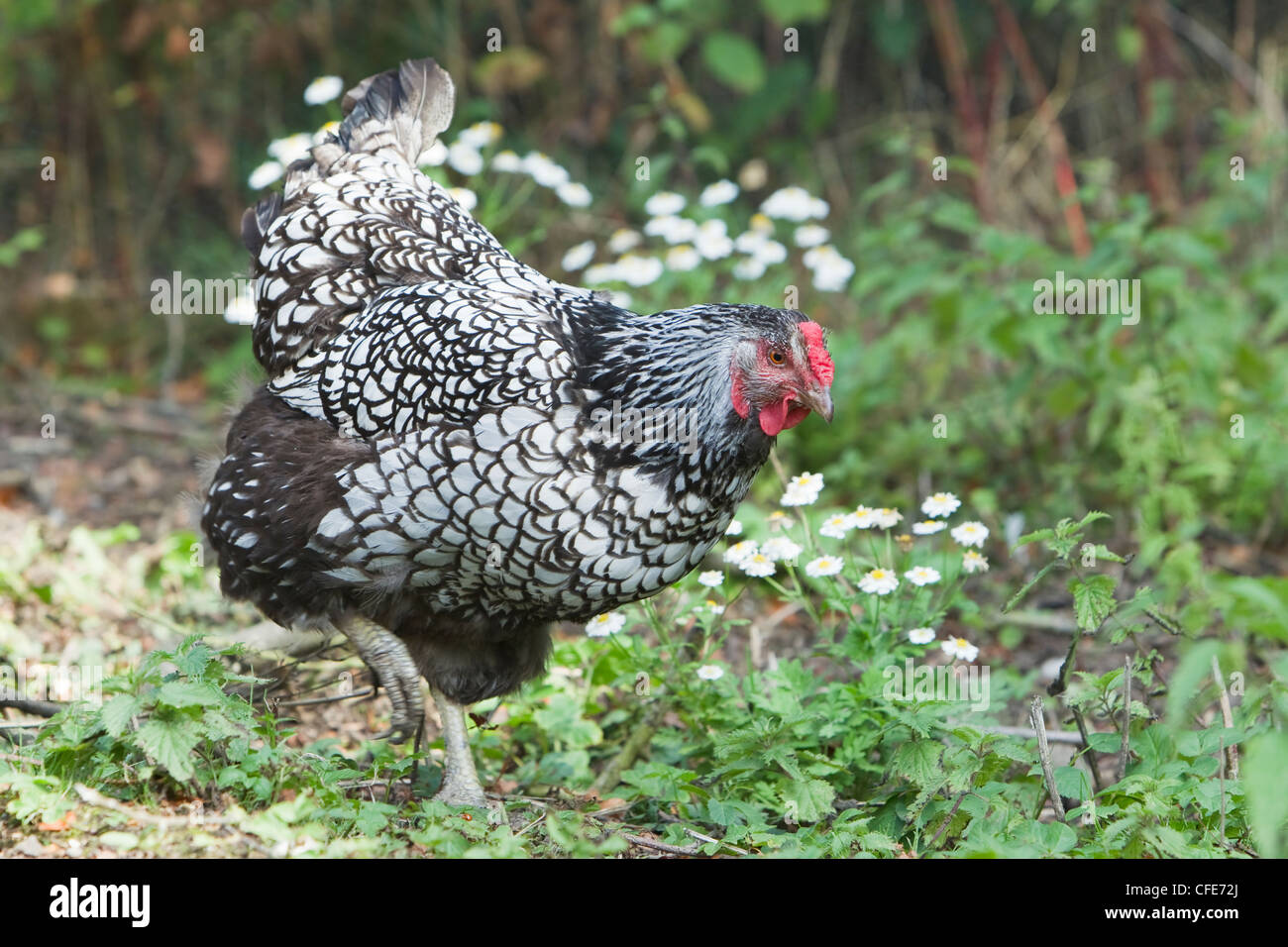 Wyandotte argento cucita pollo domestico razza Essex, UK BI021206 Foto Stock