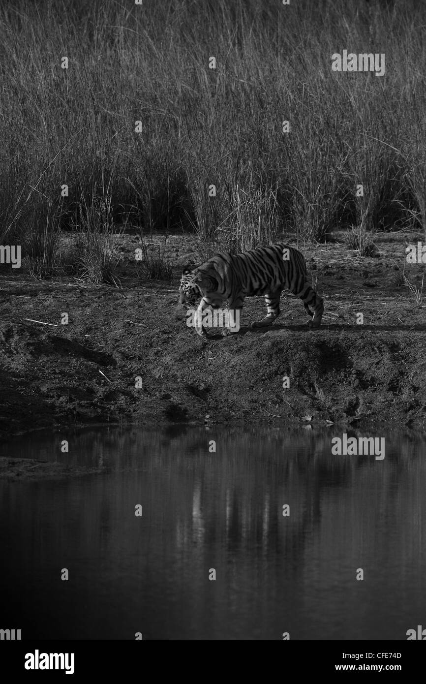 Royal Bengal cuccioli di tigre nella prateria Foto Stock