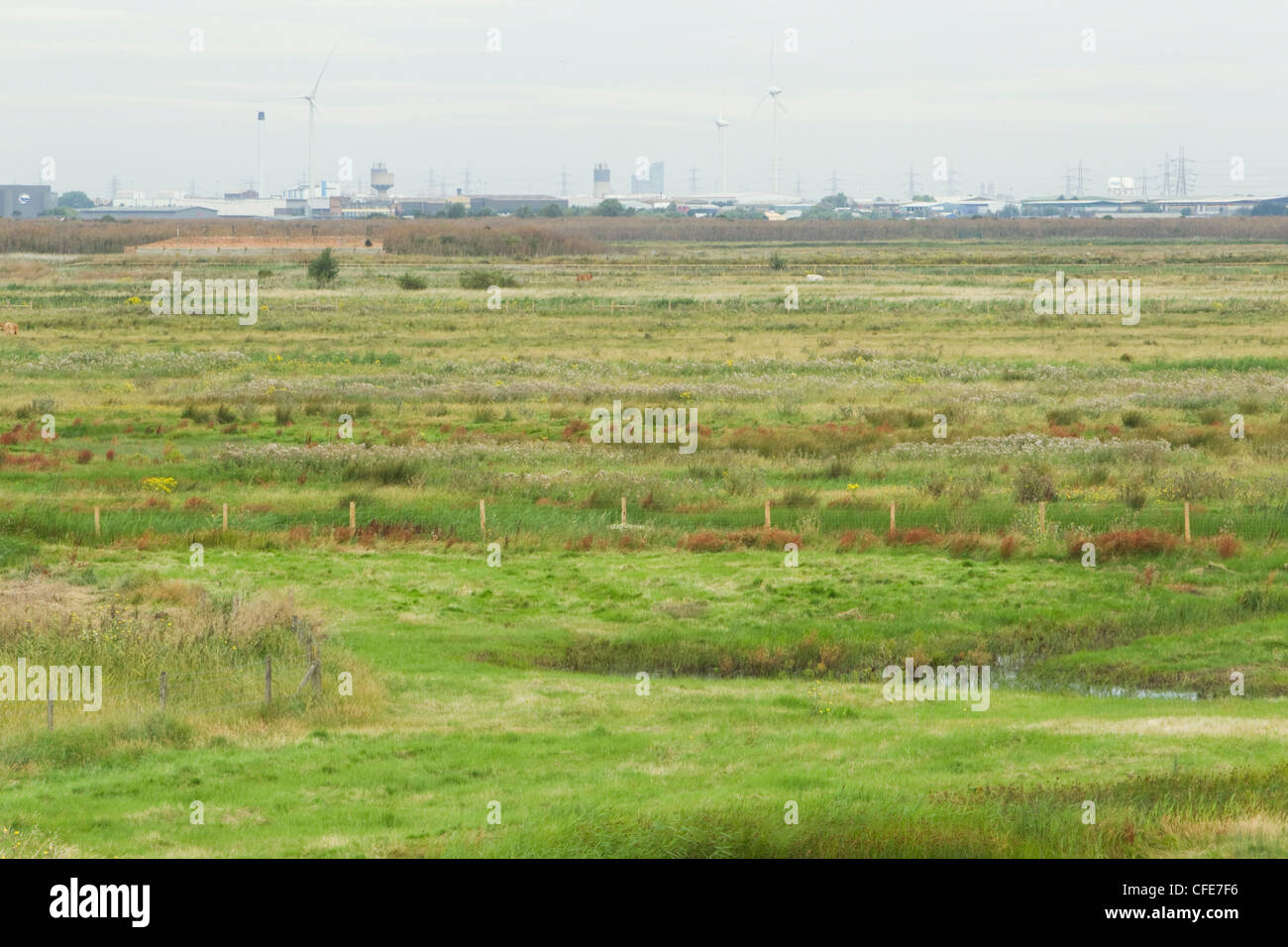 Thames il pascolo Marsh - Estate Rainham Marshes RSPB Riserva Essex, Regno Unito la005531 Foto Stock